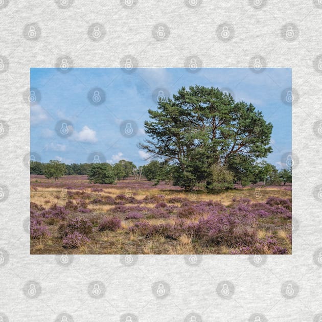 Heathland with trees early in the morning by Dolfilms